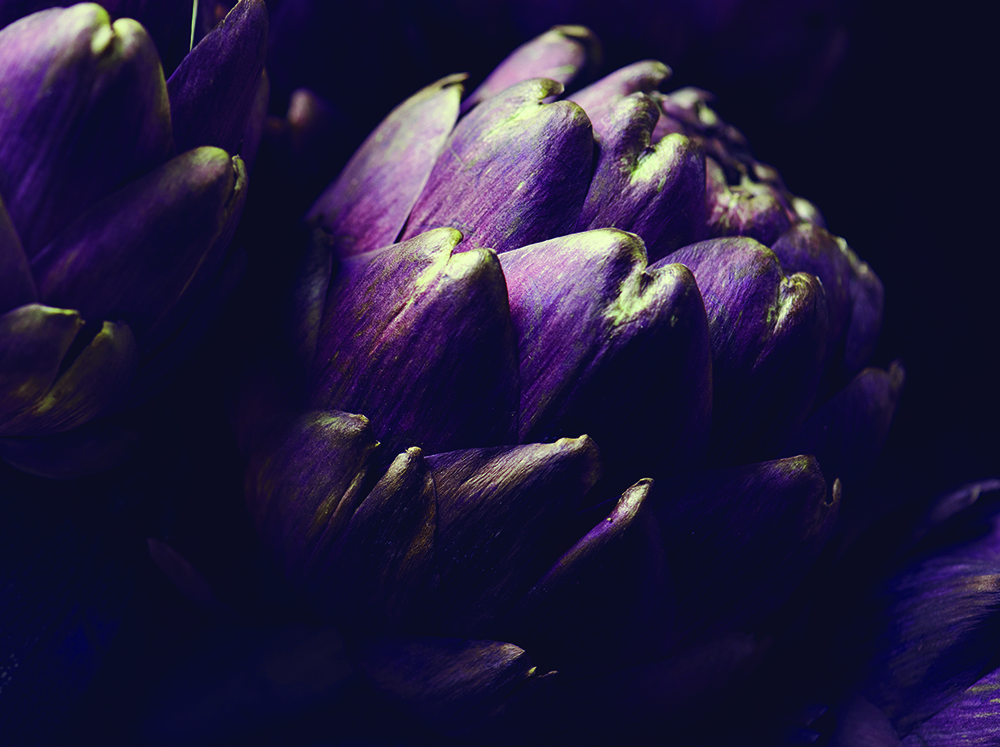 Closeup of a fresh artichoke